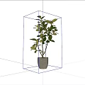 Indoor Potted Plant With Lush Green Leaves Slim Branches In Minimalist Pot Against White Wall