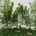 Lush Bamboo Grove With Tall Stems Stones And Green Grass