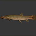 Golden Orange Aquatic Fish With Shiny Body Fins And Tail On Gray Background