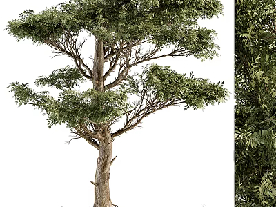 Evergreen Arbor With Lush Green Foliage And Straight Trunk For Garden Landscaping 3d model
