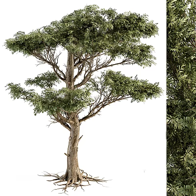 Modern Tree Landscape Tree 3d model Modern Tree Landscape Tree 3d model