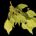 Green Leafy Plant With Dark Brown Small Fruits On Branches Against Black Background