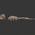 Medical Devices Anatomical Skeletal Models with Skull Spine and Bone Structures for Education