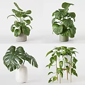 Lush Potted Bonsai Plant With White Pot Wooden Stand And Hanging Green Leaves