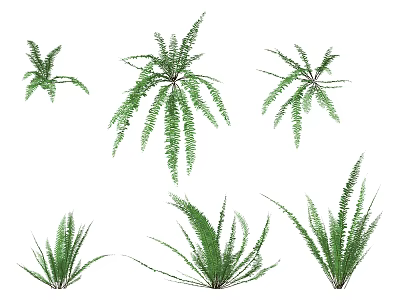 Green Ferns In Various Forms Against White Background For Home Decor 3d model
