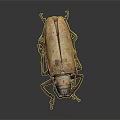 Giant Beetle With Brown Red Body And Long Antennae On Dark Background