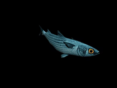 Silver Striped Fish With Yellow Eyes Swimming In Black Background 3d model
