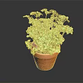 Vibrant Lush Green Leafy Plant in Terracotta Pot on Dark Background
