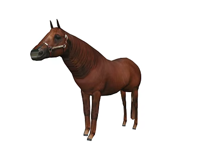 Detailed Brown Horse With Decorative Bridle Standing In Isolated White Background 3d model