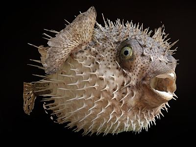 Modern puffer fish model