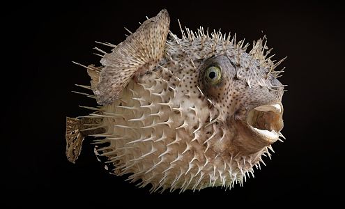 Modern puffer fish 3d model