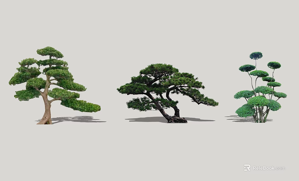 Ornamental Arbor Trees With Varied Shapes Lush Foliage And Artistic Pruning 3d model 