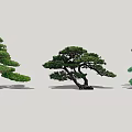 Ornamental Arbor Trees With Varied Shapes Lush Foliage And Artistic Pruning