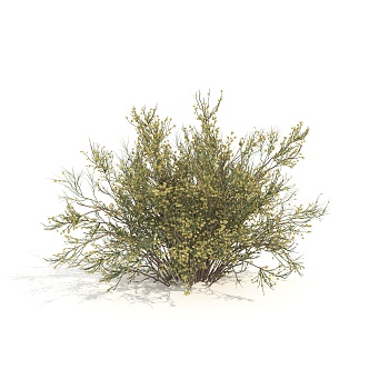 shrubs flowers plants green plants flowers 3d model