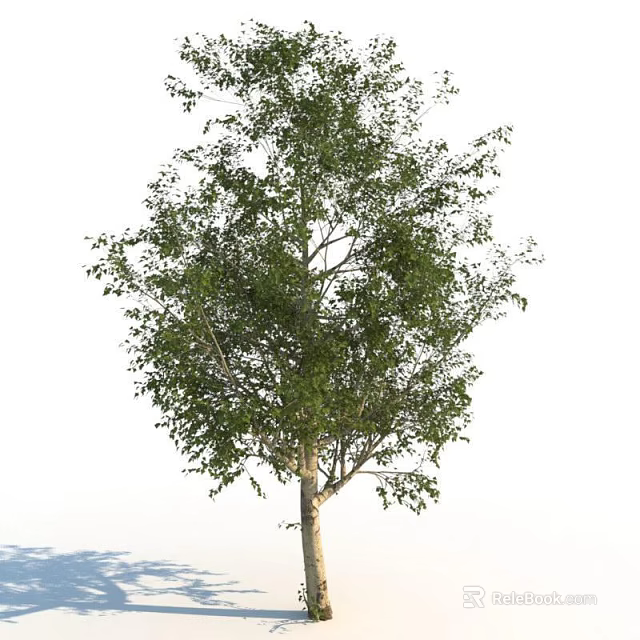 Lush Green Tree With Dense Foliage Strong Trunk And Natural Branch Structure 3d model
