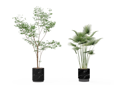 plant potted tree 3d model