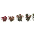 Small Garden Plant with Red and Green Leaves for Decorative Landscaping