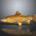 Brown Spotted Trout With Yellow Fins And Reflective Body Surface