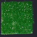Lush Green Terrain Covered with Dense Grass and Fresh White Flowers