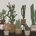 Indoor Bonsai Potted Plants With Various Cacti Succulents In Woven Baskets And Ceramic Pots