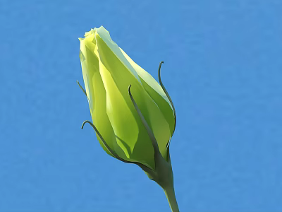 Beautiful Fresh Green Rose Bud Blooming Against Bright Blue Background 3d model