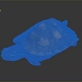 Turtle with patterned brown and orange shell resting on dark smooth surface with reflection