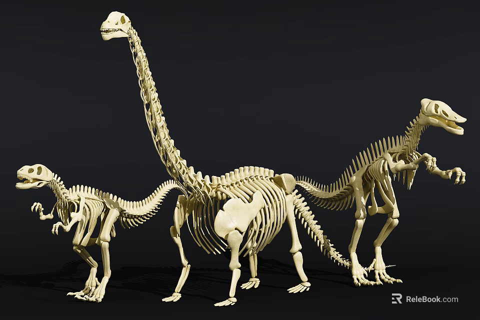 Public Museum Dinosaur Skeleton Exhibition With Different Sizes And Postures 3d model