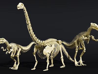 Public Museum Dinosaur Skeleton Exhibition With Different Sizes And Postures 3d model