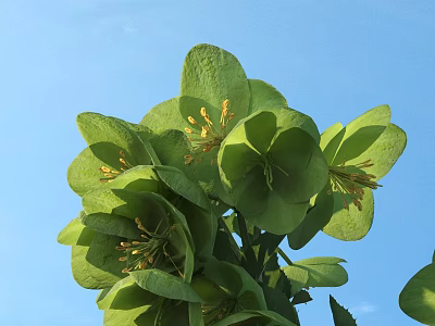 Green Shrub with Large Round Leaves and Water Droplets Against Blue Sky 3d model