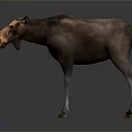 Realistic 3D Moose Model With Brown Fur And Orange Nose Standing On Gray Backdrop