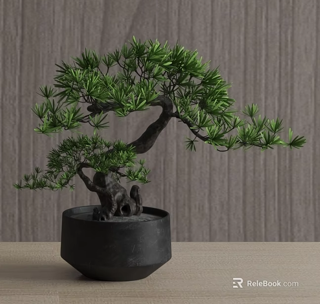 Potted Pine Tree in Black Pot on Light Colored Tabletop with Gray Wall Background 3d model