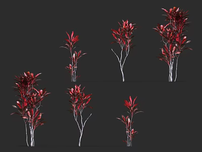 Vibrant Red Foliage Plants with Multiple Stems in Various Sizes for Indoor Decoration 3d model