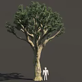 Tall Tree With Thick Trunk And Dense Green Leaves Beside Human Figure For Scale