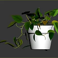 Leafy Green Houseplant In White Pot With Trailing Vines Indoor Display Setting
