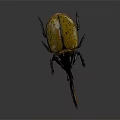 Flying Beetle With Yellow Spotted Back And Large Black Horn Detailed Close Up View