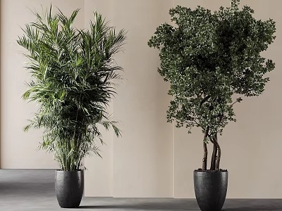 Lush Potted Plants In Black Pots With Modern Light Wall And Gray Floor Background 3d model
