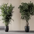 Lush Potted Plants In Black Pots With Modern Light Wall And Gray Floor Background