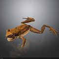 Orange Frog with Open Mouth Lying on Black Surface Showing Reflection 3d model