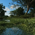 wetland park lake waterscape ecological park zhaoze wetland marshland ecological culture wetland landscape white 3d model