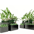Bonsai Potted Plants with Green Leaves in Black Rectangular Planters for Indoor Outdoor Decor