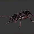 Detailed Realistic Cockroach With Dark Body And Red Legs On Gray Background