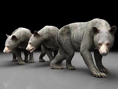 Three realistic brown bears standing in a line on black reflective surface 3d model