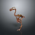 Detailed Bird Skeleton Anatomical Model With Long Neck And Leg Structure 3d model
