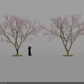 Delicious Fresh Food Display Under Pink Blossom Trees With Silhouette Figure