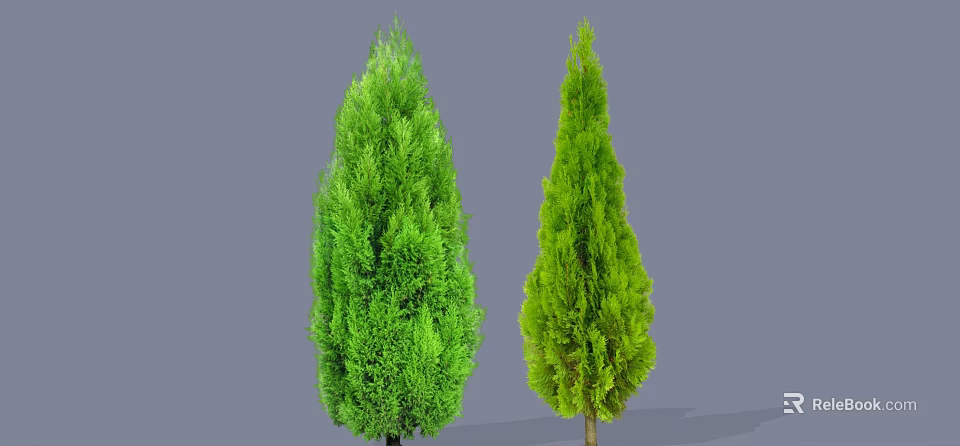Two Tall Evergreen Arbors With Lush Green Foliage And Different Shapes On Gray Background 3d model 