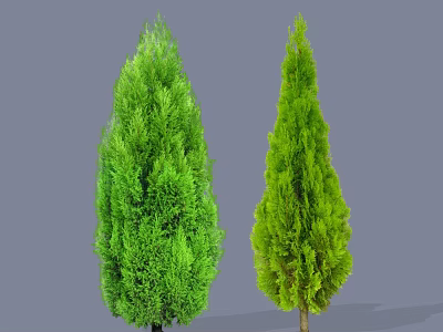 Two Tall Evergreen Arbors With Lush Green Foliage And Different Shapes On Gray Background 3d model
