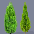 Two Tall Evergreen Arbors With Lush Green Foliage And Different Shapes On Gray Background