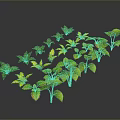Indoor Decorative Plants With Green And Yellow Leaves In Various Shapes Arranged On Dark Background