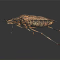 Brown Spotted Shield Bug With Long Legs And Antennae On Dark Background 3d model