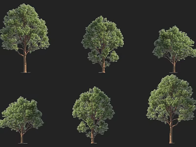 Various Forms Arbor Trees In Multiple 3D Rendered Models On Black Background 3d model